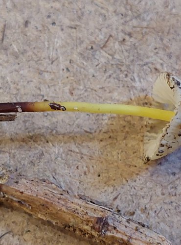 HELMOVKA SLIZKÁ (Mycena epipterygia) FOTO: Marta Knauerová, 25.–26. 10. 2025