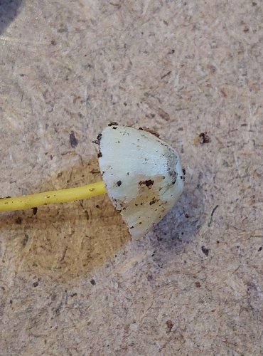 HELMOVKA SLIZKÁ (Mycena epipterygia) FOTO: Marta Knauerová, 25.–26. 10. 2025