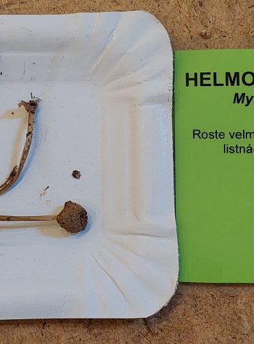 HELMOVKA TUHONOHÁ (Mycena galericulata) FOTO: Marta Knauerová, 25.–26. 10. 2025

