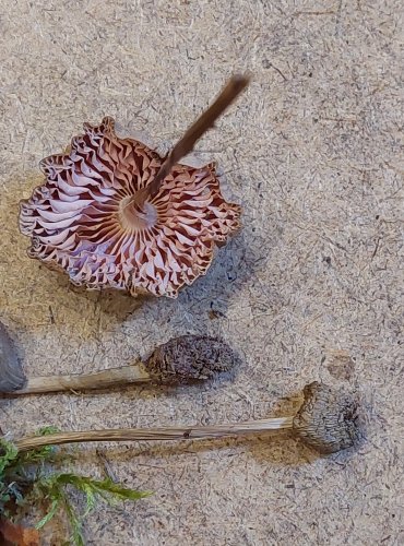 HELMOVKA TUHONOHÁ (Mycena galericulata) FOTO: Marta Knauerová, 25.–26. 10. 2025

