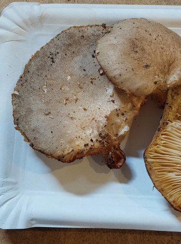 HLÍVA DUBOVÁ (Pleurotus dryinus) FOTO: Marta Knauerová, 25.–26. 10. 2025