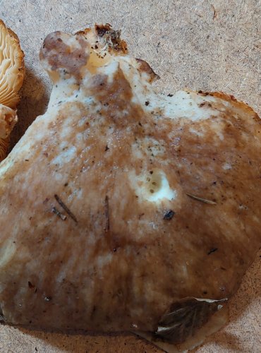 HLÍVA DUBOVÁ (Pleurotus dryinus) FOTO: Marta Knauerová, 25.–26. 10. 2025