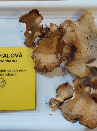 HLÍVA FIALOVÁ (Panus conchatus) FOTO: Marta Knauerová, 25.–26. 10. 2025