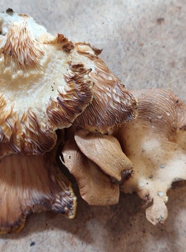 HLÍVA FIALOVÁ (Panus conchatus) FOTO: Marta Knauerová, 25.–26. 10. 2025