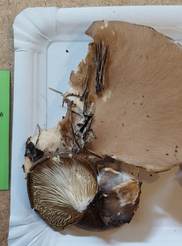 HLÍVA ÚSTŘIČNÁ (Pleurotus ostreatus) FOTO: Marta Knauerová, 25.–26. 10. 2025