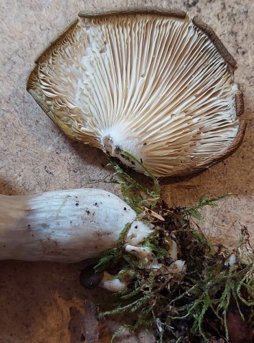 HLÍVA ÚSTŘIČNÁ (Pleurotus ostreatus) FOTO: Marta Knauerová, 25.–26. 10. 2025