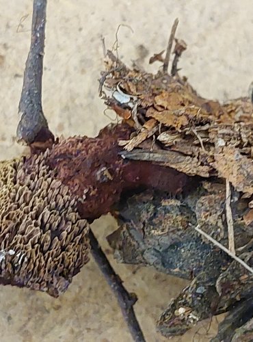 HNĚDÁK SCHWEINITZŮV (Phaeolus schweinitzii) FOTO: Marta Knauerová, 25.–26. 10. 2025

