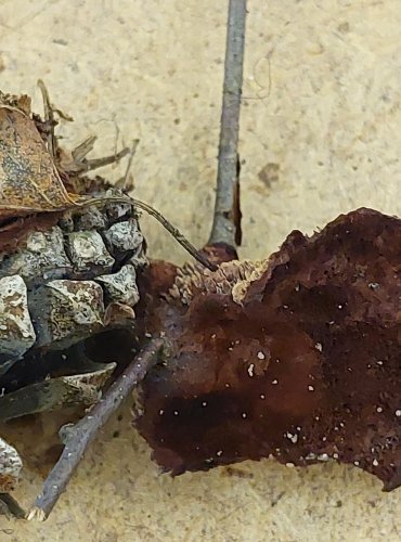 HNĚDÁK SCHWEINITZŮV (Phaeolus schweinitzii) FOTO: Marta Knauerová, 25.–26. 10. 2025

