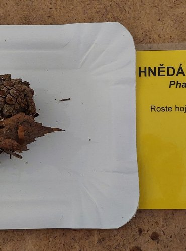 HNĚDÁK SCHWEINITZŮV (Phaeolus schweinitzii) FOTO: Marta Knauerová, 25.–26. 10. 2025

