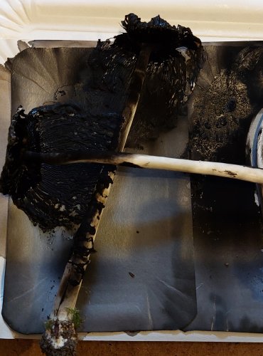 HNOJNÍK OBECNÝ (Coprinus comatus) FOTO: Marta Knauerová, 25.–26. 10. 2025