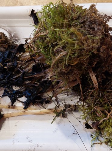 HNOJNÍK TŘPYTIVÝ (Coprinus micaceus) FOTO: Marta Knauerová, 25.–26. 10. 2025