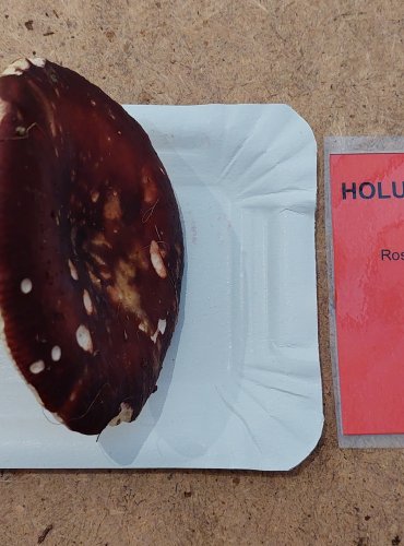 HOLUBINKA BRUNÁTNÁ (Russula badia) FOTO: Marta Knauerová, 25.–26. 10. 2025