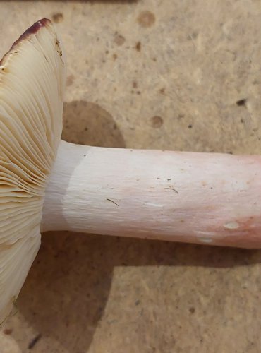 HOLUBINKA BRUNÁTNÁ (Russula badia) FOTO: Marta Knauerová, 25.–26. 10. 2025