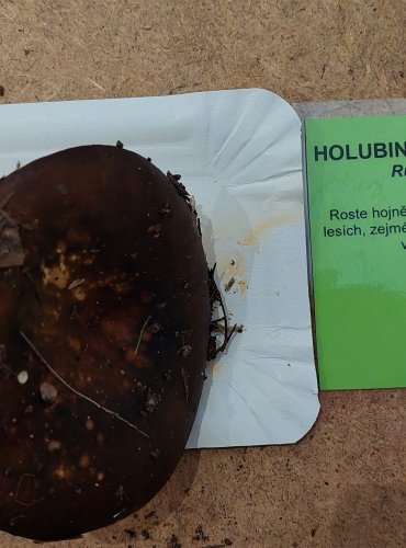 HOLUBINKA CELOKRAJNÁ (Russula integra) FOTO: Marta Knauerová, 25.–26. 10. 2025