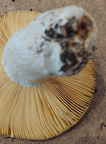 HOLUBINKA CELOKRAJNÁ (Russula integra) FOTO: Marta Knauerová, 25.–26. 10. 2025