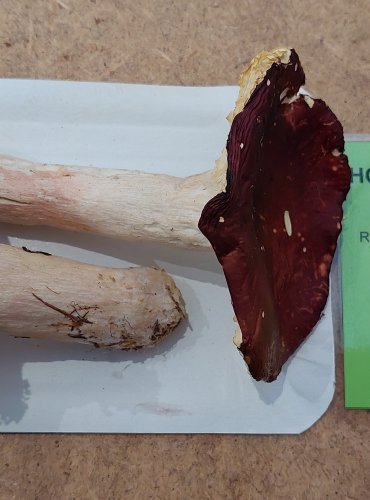 HOLUBINKA JAHODOVÁ (Russula paludosa) FOTO: Marta Knauerová, 25.–26. 10. 2025