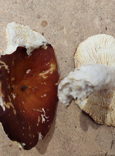 HOLUBINKA JAHODOVÁ (Russula paludosa) FOTO: Marta Knauerová, 25.–26. 10. 2025