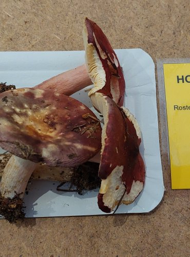 HOLUBINKA JÍZLIVÁ (Russula sardonia) FOTO: Marta Knauerová, 25.–26. 10. 2025