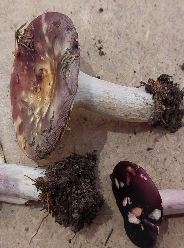 HOLUBINKA JÍZLIVÁ (Russula sardonia) FOTO: Marta Knauerová, 25.–26. 10. 2025