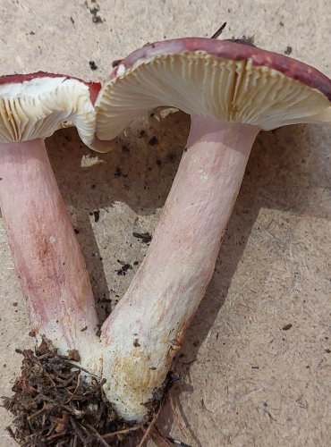 HOLUBINKA JÍZLIVÁ (Russula sardonia) FOTO: Marta Knauerová, 25.–26. 10. 2025