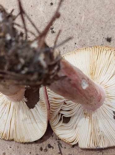 HOLUBINKA JÍZLIVÁ (Russula sardonia) FOTO: Marta Knauerová, 25.–26. 10. 2025