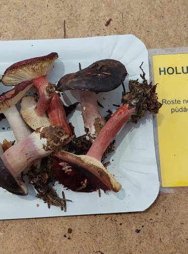 HOLUBINKA QUÉLETOVA (Russula queletii) FOTO: Marta Knauerová, 25.–26. 10. 2025
