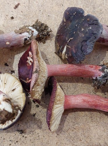 HOLUBINKA QUÉLETOVA (Russula queletii) FOTO: Marta Knauerová, 25.–26. 10. 2025