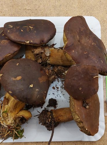 HŘIB HNĚDÝ (Boletus badius) FOTO: Marta Knauerová, 25.–26. 10. 2025