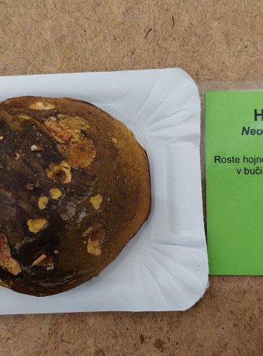 HŘIB KOVÁŘ (Neoboletus luridiformis) FOTO: Marta Knauerová, 25.–26. 10. 2025