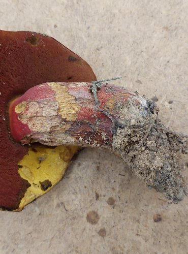 HŘIB KOVÁŘ (Neoboletus luridiformis) FOTO: Marta Knauerová, 25.–26. 10. 2025