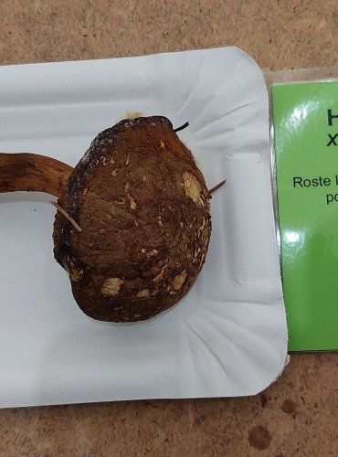 HŘIB OSMAHLÝ (Xerocomus ferrugineus) FOTO: Marta Knauerová, 25.–26. 10. 2025