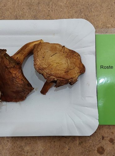 HŘIB PEPRNÝ (Chalciporus piperatus) FOTO: Marta Knauerová, 25.–26. 10. 2025