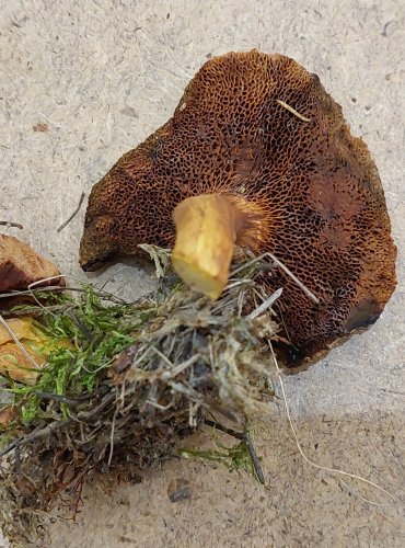 HŘIB PEPRNÝ (Chalciporus piperatus) FOTO: Marta Knauerová, 25.–26. 10. 2025