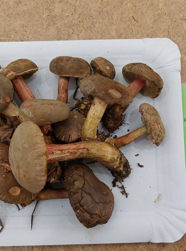 HŘIB SAMETOVÝ (Xerocomellus pruinatus) FOTO: Marta Knauerová, 25.–26. 10. 2025