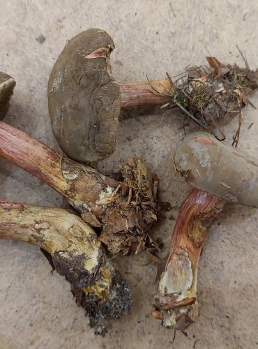 HŘIB SAMETOVÝ (Xerocomellus pruinatus) FOTO: Marta Knauerová, 25.–26. 10. 2025