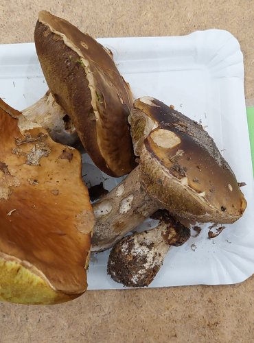 HŘIB SMRKOVÝ (Boletus edulis) FOTO: Marta Knauerová, 25.–26. 10. 2025