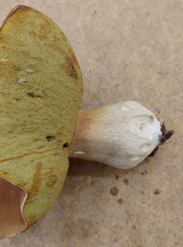 HŘIB SMRKOVÝ (Boletus edulis) FOTO: Marta Knauerová, 25.–26. 10. 2025