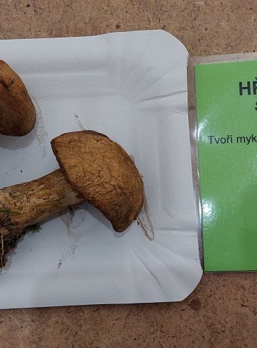 HŘIB STRAKOŠ (Suillus variegatus) FOTO: Marta Knauerová, 25.–26. 10. 2025