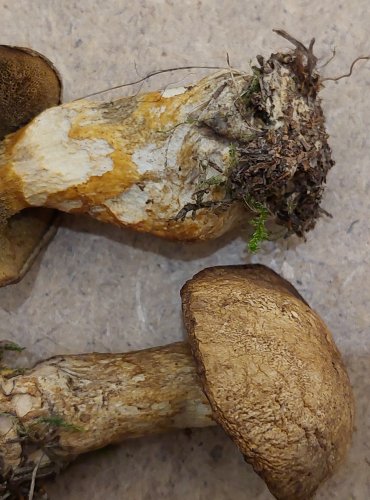 HŘIB STRAKOŠ (Suillus variegatus) FOTO: Marta Knauerová, 25.–26. 10. 2025