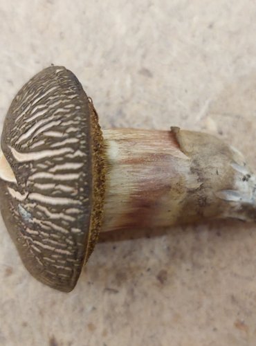 HŘIB ŽLUTOMASÝ (Xerocomellus chrysenteron) FOTO: Marta Knauerová, 25.–26. 10. 2025

