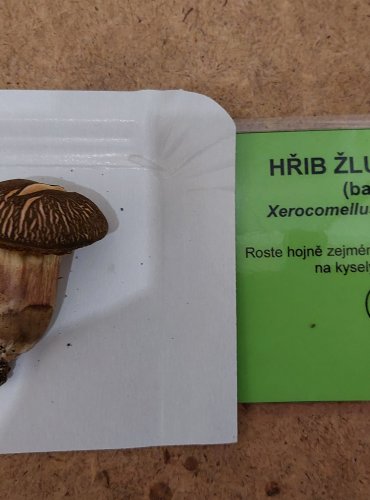 HŘIB ŽLUTOMASÝ (Xerocomellus chrysenteron) FOTO: Marta Knauerová, 25.–26. 10. 2025

