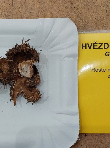 HVĚZDOVKA LÍMEČKOVÁ (Geastrum striatum) FOTO: Marta Knauerová, 25.–26. 10. 2025

