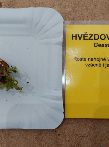 HVĚZDOVKA TROJITÁ (Geastrum triplex) FOTO: Marta Knauerová, 25.–26. 10. 2025