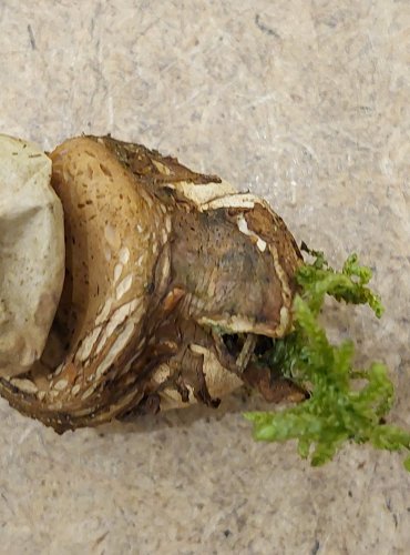 HVĚZDOVKA TROJITÁ (Geastrum triplex) FOTO: Marta Knauerová, 25.–26. 10. 2025