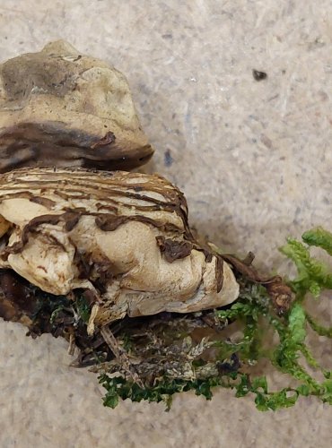 HVĚZDOVKA TROJITÁ (Geastrum triplex) FOTO: Marta Knauerová, 25.–26. 10. 2025