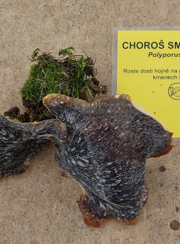 CHOROŠ SMOLONOHÝ (Polyporus badius) FOTO: Marta Knauerová, 25.–26. 10. 2025
