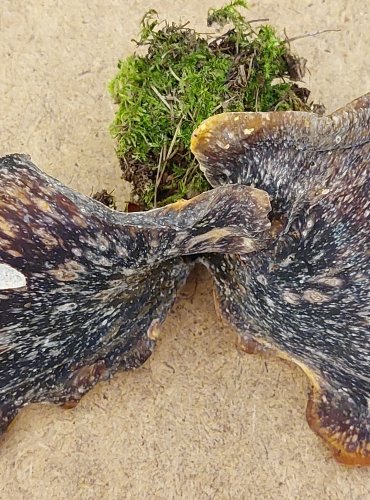CHOROŠ SMOLONOHÝ (Polyporus badius) FOTO: Marta Knauerová, 25.–26. 10. 2025