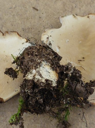 CHOROŠ SMOLONOHÝ (Polyporus badius) FOTO: Marta Knauerová, 25.–26. 10. 2025