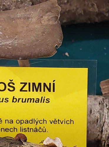 CHOROŠ ZIMNÍ (Polyporus brumalis) FOTO: Marta Knauerová, 25.–26. 10. 2025