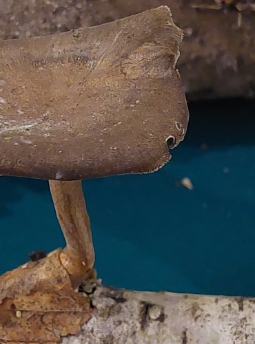 CHOROŠ ZIMNÍ (Polyporus brumalis) FOTO: Marta Knauerová, 25.–26. 10. 2025

